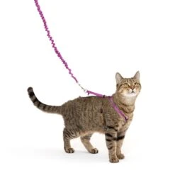 Come With Me Kitty™ Cat Harness & Bungee Leash -Pawsy Store Come With Me Kitty M DST PD In Use Hero 1b1b54ad 596d 406d 9004 3077bd7abcf3