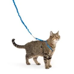 Come With Me Kitty™ Cat Harness & Bungee Leash -Pawsy Store Come With Me Kitty M PD In Use 02 3dfaebaa cace 46cb 8f33 462c6902ca4f