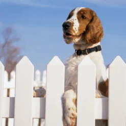 KeepSafe® Collar -Pawsy Store KSC P02