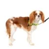 Deluxe Easy Walk® Harness -Pawsy Store a9mxnbsqpdnduu8qgolk 86d74bc2 7245 471b a3df d453a6abca3d