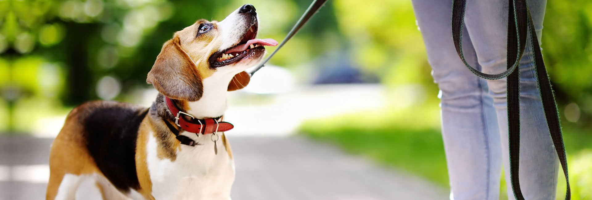 Pawsy Store -Pawsy Store banner fromadogview 3