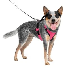 EasySport Harness -Pawsy Store c5nuogdic8dpnopltol3 a8dc9dda 2930 499e a590 2c07ed6c27dc