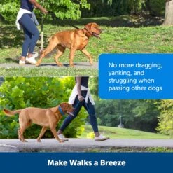 Soft Point Training Collar -Pawsy Store dgybol7x7pmcdjqfmobg d394fdd9 d716 40a9 b1a1 d45a0feab25f