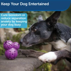 Busy Buddy® Barnacle -Pawsy Store dvgehaqi4s6qlakgkdag 0f89426e 9a26 4021 8390 dc40a49eff0a