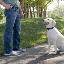 Remote Trainer Belt Clip 13 Remote Trainer Belt Clip -Pawsy Store dyirvlepxgcdaj6dcqlh 069fadb3 1dd4 4aa7 a327 746c2be7d4b7