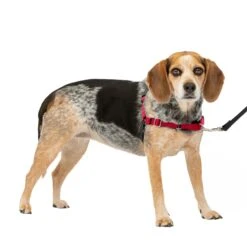 Easy Walk® Harness, No Pull Dog Harness -Pawsy Store ebp1asq0dyq5qc8lw8yk 70e6789f 8ae3 4742 ba38 fad04711533b