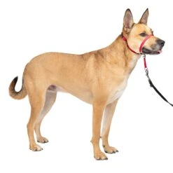 Gentle Leader® Headcollar, No-Pull Dog Collar -Pawsy Store fbo2tehew0xlrh4i7miq