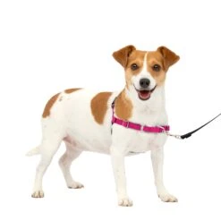 Easy Walk® Harness, No Pull Dog Harness -Pawsy Store g6fez3psos6izleufbqr 1cb9378b 0ae7 44c1 8b84 01f3501de4e4