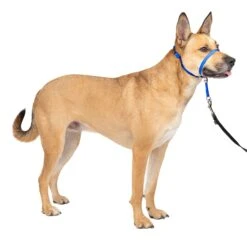 Gentle Leader® Headcollar, No-Pull Dog Collar -Pawsy Store gtpm6p96aazfsp7io3c3