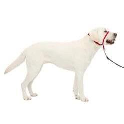 Gentle Leader® Headcollar, No-Pull Dog Collar -Pawsy Store gvjkgzwvyxpc2o0seybr