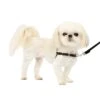 Easy Walk® Harness, No Pull Dog Harness -Pawsy Store hzsgfqllulau0fkksqbi af7aef10 4a6f 4f76 801f 2f2b1c85f66f