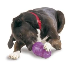 Busy Buddy® Squirrel Dude™ -Pawsy Store i6fcbycw6kuxyqqb6e0v 208badce c11b 47f1 98a6 81aa687d6204