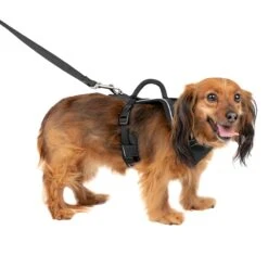 EasySport Harness -Pawsy Store iy2tvwircsje1enst2hn 68ad593c 3b14 4d38 9b55 4770db4739ba