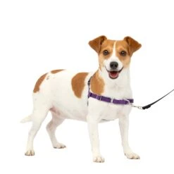 Easy Walk® Harness, No Pull Dog Harness -Pawsy Store j2wfrpfqpsmjp8bpdvyv fba227e8 eec7 40e7 8b2a 8a439e786436