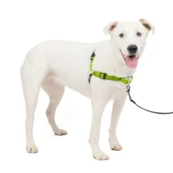 Deluxe Easy Walk® Harness -Pawsy Store j5eku7pcurntgtaszwk2 d6b92fce a9f2 4037 8e37 5df692532441
