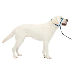 Gentle Leader® Headcollar, No-Pull Dog Collar -Pawsy Store jl7llpvmieni1cpxi22h