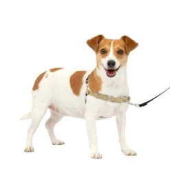Easy Walk® Harness, No Pull Dog Harness -Pawsy Store jsaq9urwqdg8rdojz0ql c855c29c 6aeb 4cb9 98a6 65d9e5991116