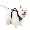 EasySport Harness -Pawsy Store jztzscw8lvzsfj9qok0l 4d5999ff e1cb 4a1c a81e 96b4bf87e7f5