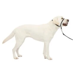 Gentle Leader® Headcollar, No-Pull Dog Collar -Pawsy Store khql66txs6eomiphsn01