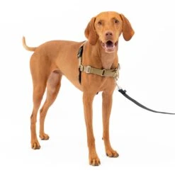 Easy Walk® Harness, No Pull Dog Harness -Pawsy Store kjpqy61ontnjpzx6hsq8 c5b154b3 98f7 41d6 87d4 58e04ef13fc5
