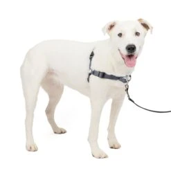 Deluxe Easy Walk® Harness -Pawsy Store lav05apcrurev1lnygms 90d34ac7 db18 4706 8413 8426e87ab77e