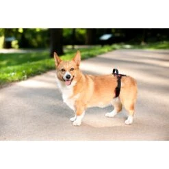 CareLift™ Rear Support Harness -Pawsy Store mxhybdolbohrmkxa9zam 75ea7e65 7fe4 4867 9f8b 5900810db132
