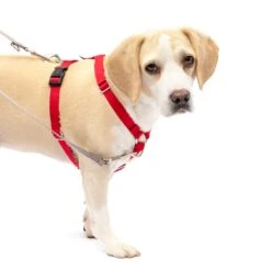 Sure-Fit Harness® - Large -Pawsy Store mxygnoax2uwaeboelayh 0d4a182a a5cc 44fd a99d 6c0f038884ff
