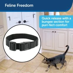 Collar Strap For Cats -Pawsy Store nixe1cvzrfviwklqp5gx 547a6bd7 91d1 4b81 9982 1a000a173d4a