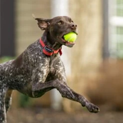 3/4" Rust Replacement Collar Strap With No Holes -Pawsy Store obhw5mrxdh3hhjiy8gzf ee42f435 121a 4a33 b9fa 326b1ae1012c