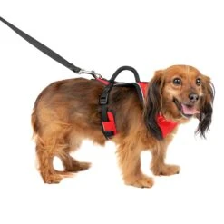 EasySport Harness -Pawsy Store ov7lu9sm37bwen03syen aca6e243 b214 4cc7 8613 74e945595fcb