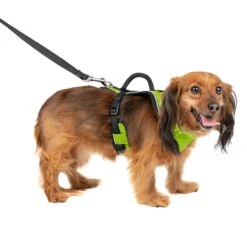 EasySport Harness -Pawsy Store pco4bhujsdeqndcobkai 00c6f6f3 060a 40b9 a38f a69d628a2317