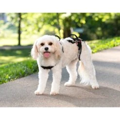 CareLift™ Support Harness -Pawsy Store pi0j1dvdfiypybbus7pt 5c9cbe8b 005a 47af 9f78 99863fc45780