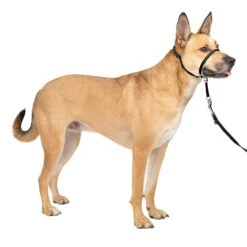 Gentle Leader® Headcollar, No-Pull Dog Collar -Pawsy Store ppaeb530drdsxj7xrvgp 6e8394cb c796 484f ba81 d2240fc4c5d7