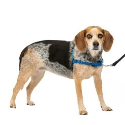 Easy Walk® Harness, No Pull Dog Harness -Pawsy Store pyl4le2ff04ar4fpcxou 540f100b 3ced 4a96 b552 1c5d3464d94e