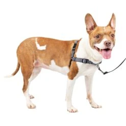 Deluxe Easy Walk® Harness -Pawsy Store q1amqtcnirptohsbqdpl 0e01fcb2 f96a 4f7b 9ad7 1ee057147b7d