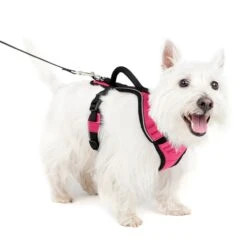EasySport Harness -Pawsy Store qjh5frxfov8ximejzhsx db913551 1ad4 4c96 938e d3c9fa36cbef
