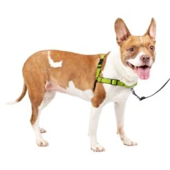 Deluxe Easy Walk® Harness -Pawsy Store qkzb8hgjlw1jlst1nsoj e8534730 7b1f 4df9 8c1a 2a68711bc407