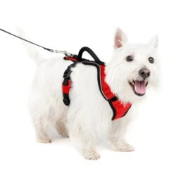 EasySport Harness -Pawsy Store rdv30sltmhjyqaxdl7n0 e6eec1f2 1564 428f b279 7949ab6c3367