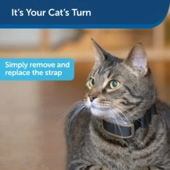 Pawsy Store -Pawsy Store rxezn2cjoycv6i1pxew5 b6af2978 032b 44cc 86e2 379d23844334