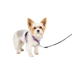 3 In 1 Harness -Pawsy Store t3g2utrtvw9umomfowkz d3d8e2c8 6e3d 4af6 b466 ffdf87292bcd