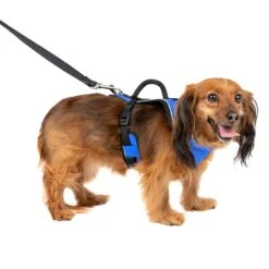 EasySport Harness -Pawsy Store tgjqjj9zijgqxcvmsjpt 6db2f19c cce5 4e10 aa63 5463724921a5