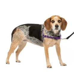 Easy Walk® Harness, No Pull Dog Harness -Pawsy Store th4s65qxovk3qrdvdw2p 2f1dd798 7fb2 4f32 9261 bba0f91d4717