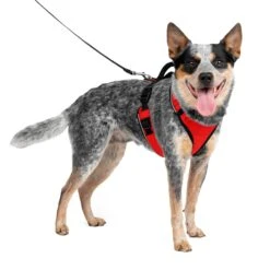 EasySport Harness -Pawsy Store uymzoqmkzucdmnduvvig 8648ec9f 8edf 48e3 91ec cfdd4c6f8ce2