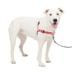 Deluxe Easy Walk® Harness -Pawsy Store vtscam0p77j4xajodiet c8039896 f346 410f ae19 af04874b5535