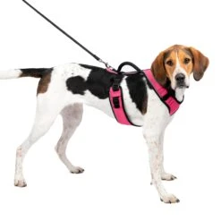 EasySport Harness -Pawsy Store xhvvm4my93sakrbbbtwq c169643d d58f 4aee 95ba 877d33144592