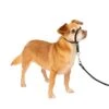Gentle Leader® Headcollar, No-Pull Dog Collar 2 Gentle Leader® Headcollar, No-Pull Dog Collar -Pawsy Store xk0wrmyuypxlrq1vrqvj 174fe25e ea17 4be1 b5c2 ebc9cb891a91