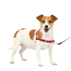 Easy Walk® Harness, No Pull Dog Harness -Pawsy Store yu5ujaiynk6vt6teo8jq dca30cf1 a587 41a9 9faa 80ffbb3b45aa