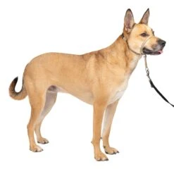 Gentle Leader® Headcollar, No-Pull Dog Collar -Pawsy Store z2penyliilpzxikbwsmk c87e1156 b61b 46d3 b4e3 2ef17ee3ef17