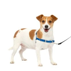 Easy Walk® Harness, No Pull Dog Harness -Pawsy Store za0eyzh9zjfyhdfumdaq ec8e464c b41f 4ba9 bbfa 648390a28609