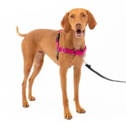 Easy Walk® Harness, No Pull Dog Harness -Pawsy Store zd9dcagzfyq6ulxhbbff d651ef58 f184 401f 8363 c1065531a44f
